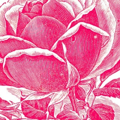 Александра Дементьева, 21.07.2007