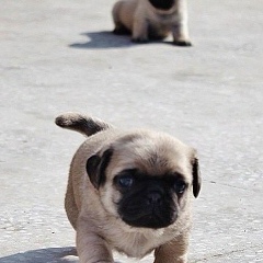 Даша Щиголева, 17.04.1985, Hamburg