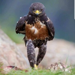 Roma Tatarin, 01.01.1981, Казань