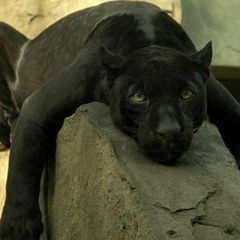 Алтын Уметов, 28.04, Москва