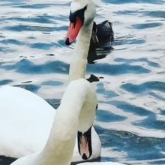 Ди Счастливая, Санкт-Петербург