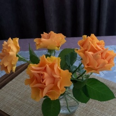 Светлана Джиоева, 16.09, Владикавказ