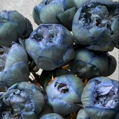 Meruyert Konurova, Алматы