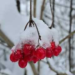 Светлая Полянка