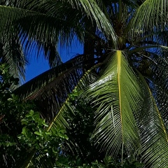 Андрей Викторов, Калининград