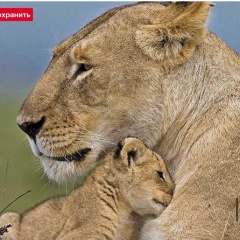 Елена Шкода, 03.08, Санкт-Петербург