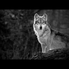 Shatoy Dudaevskiy, 13.12, Грозный