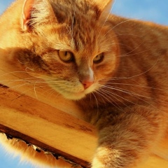 Владимир Mako, 11.03, Москва