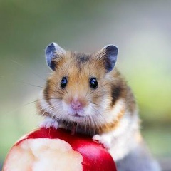 Татьяна Хомяк, 16.02, Днепр (Днепропетровск)