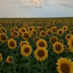 Ниси Есеркепова, Алматы