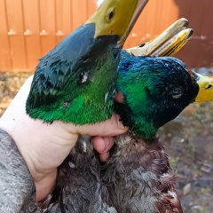 Иван Кечман, 14.07.1989, Владимир