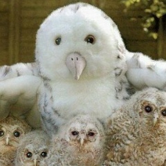 Чудо Леший, 01.04.1926, Волгоград