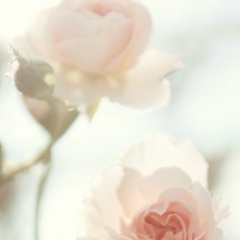 Аня Булгакова