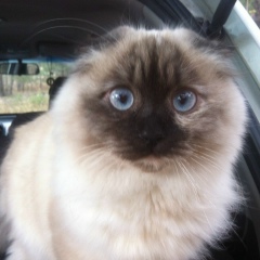 Аля Овденко, 04.04, Харьков