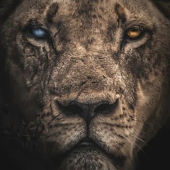 Игорь Мозжухин, 16.11.1903, Санкт-Петербург