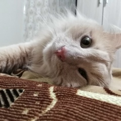 Игорь Макеев, 28.07.1988, Воронеж