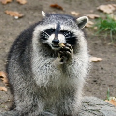 Юся Ларченко, 11.10, Киев