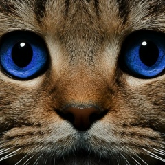 Дмитрий Дмитрий, 01.06.1979, Витебск