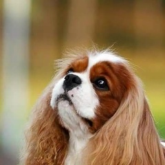 Знаток Черноморья, 21.04.1976, Анапа