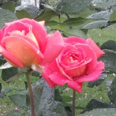 Malina Bakram-Göçer, 19.05.1989