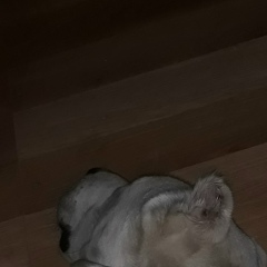 Рената Pavlova, 30.12, Москва