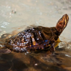 Евгения Вяткина, 31.03, Новосибирск