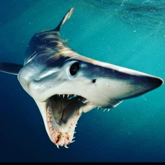 Джамбул Есиркепов, 01.01.1917, Алматы