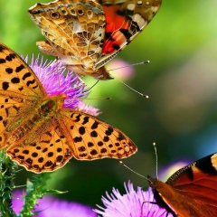 Диана Романова