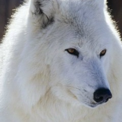 Усен Ибрагимов, Бишкек