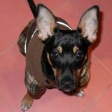 Nikki Dog, 28.12, Москва