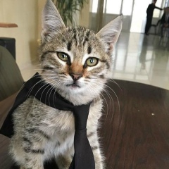 Shamhan Chechen, 27.09.1997, Грозный