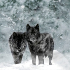 Алексей Пилипюк, 09.11.1987, Сургут