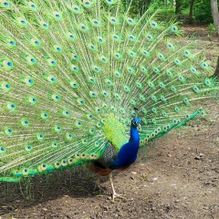 Юлия Юлия, 11.11, Луганск