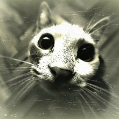 Влад Нечайка, 26.06, Киев