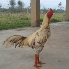 Naing Thu, 17.03.1984, Mandalay