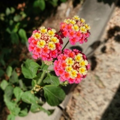 Ирина Ка, 23.04, Санкт-Петербург