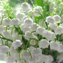 Андрей Маханов, 29.05.1970, Тосно