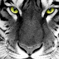 Ислам Шериев, 03.04, Нальчик