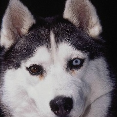 Анна Седокова, 22.02.1966, Новороссийск