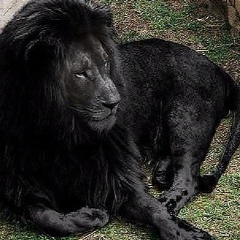 Игорь Петров, 01.02.1905