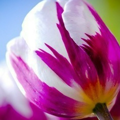 Ксения Риммер, Кокшетау