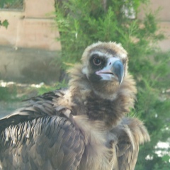 Наргис Мамадалиева