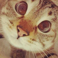 Александра Печинина, 29.12, Санкт-Петербург