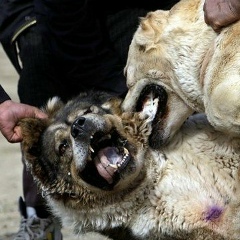 Ералы Аманжанов, Актау