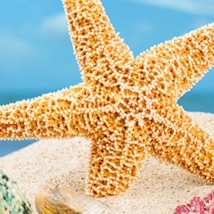 Никаких Имён, Санкт-Петербург