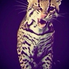 Артур Солтаханов, Брест