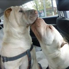 Елена Кузнецова, 28.03.1979, Ростов-на-Дону