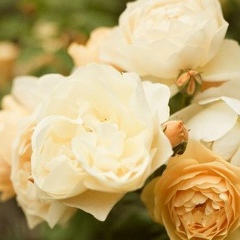 Юлия Швецова, 14.11, Уфа