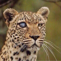 훌리건 체첸, 30.07.1978