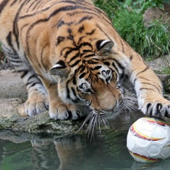 Мухамед Мухамедов, 01.11.1992, Нальчик